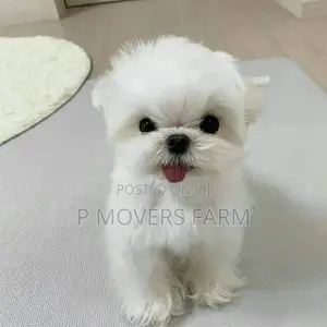 1-3 months Male Purebred Maltese