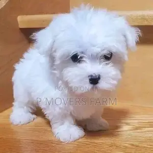 1-3 months Male Purebred Lhasa Apso