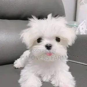 1-3 months Male Purebred Maltese