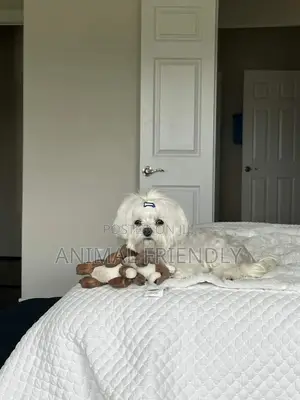 1-3 months Male Purebred Maltese