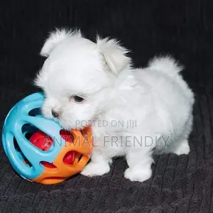 1-3 months Male Purebred Maltese