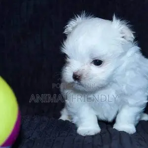 1-3 months Male Purebred Maltese