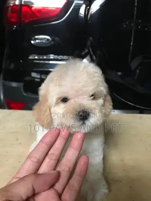 1-3 months Female Purebred Poodle