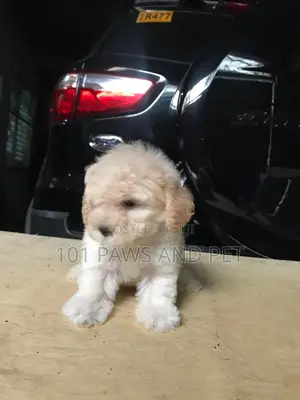 1-3 months Female Purebred Poodle