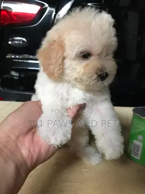 1-3 months Female Purebred Poodle