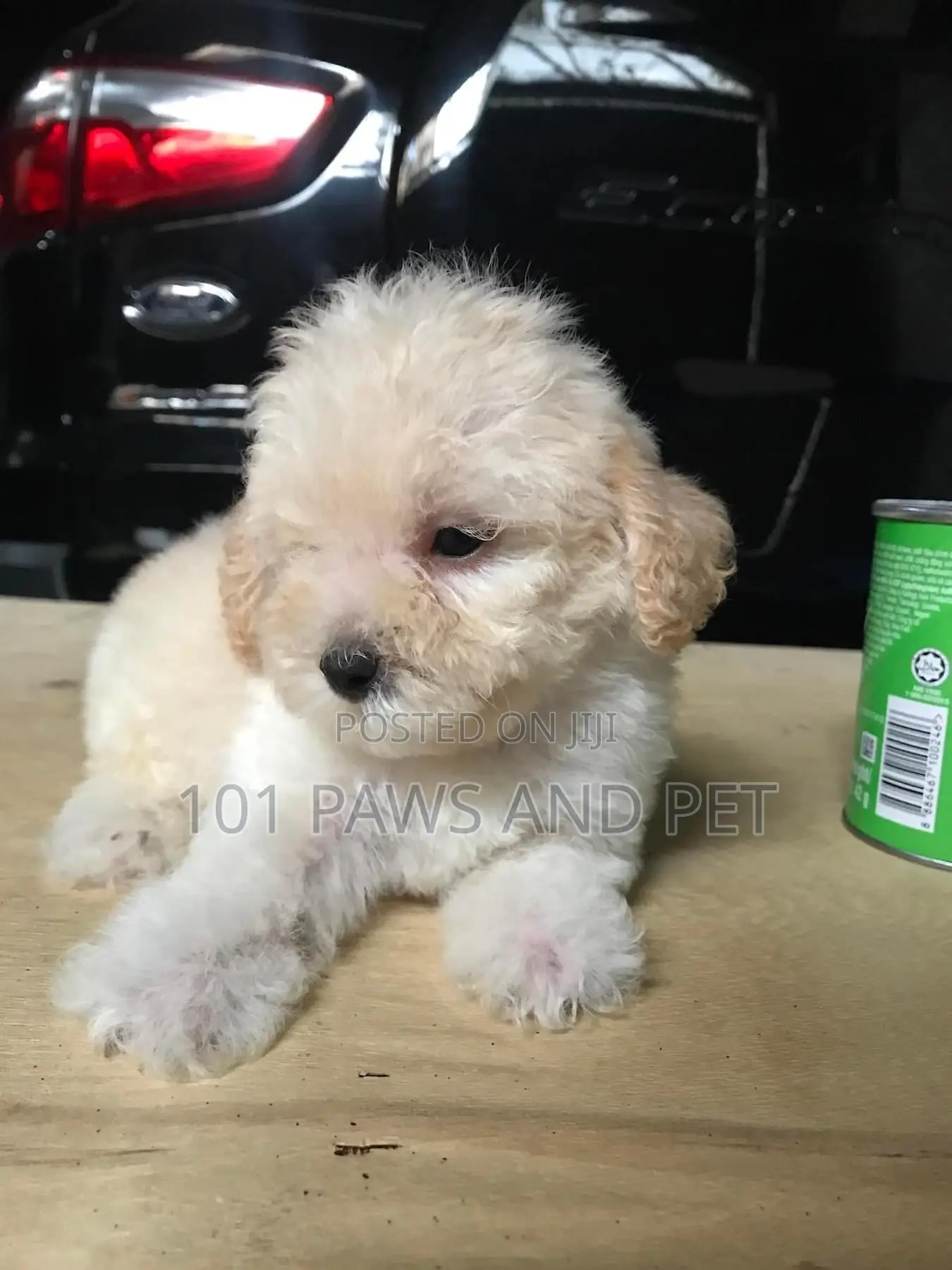 1-3 months Female Purebred Poodle