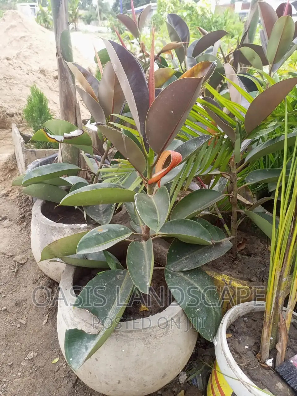 Oasis Landscapes and More