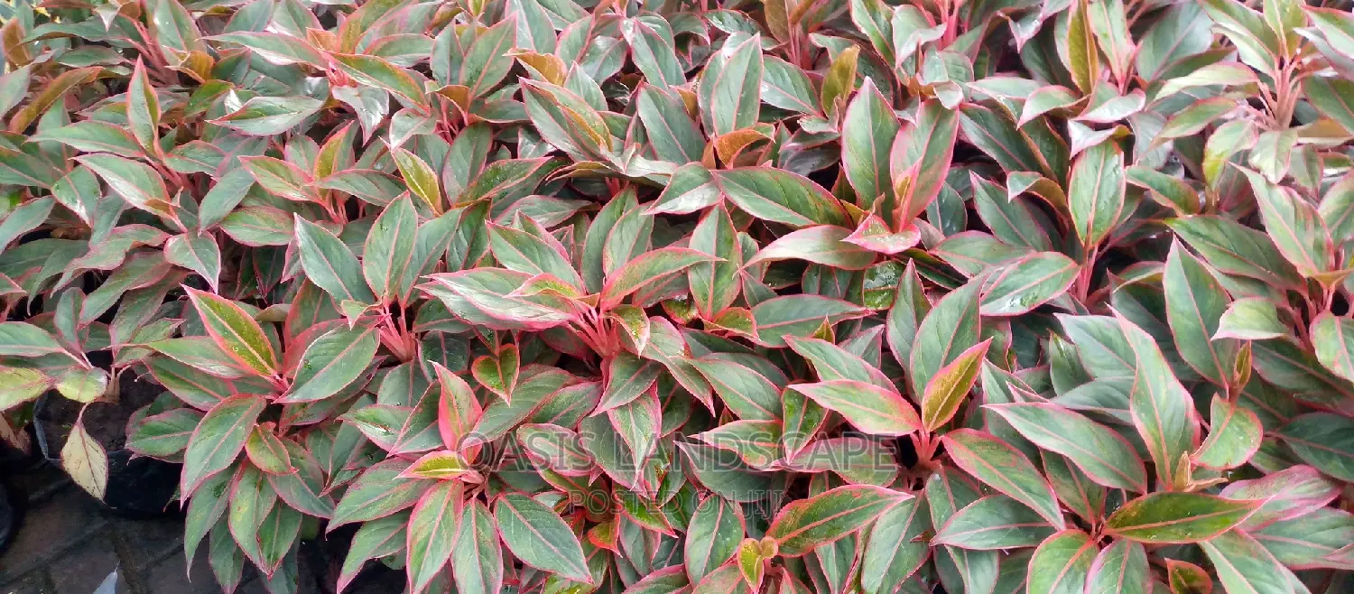 Oasis Landscapes and More