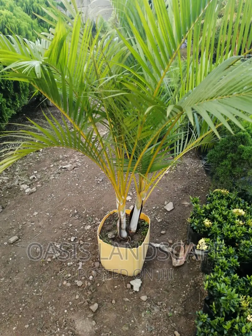 Oasis Landscapes and More