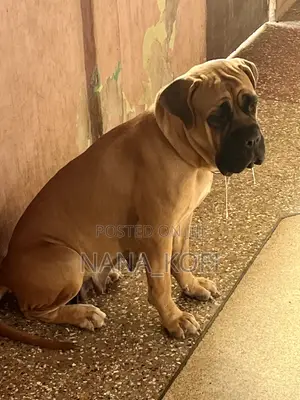1+ year Female Purebred Mastiff