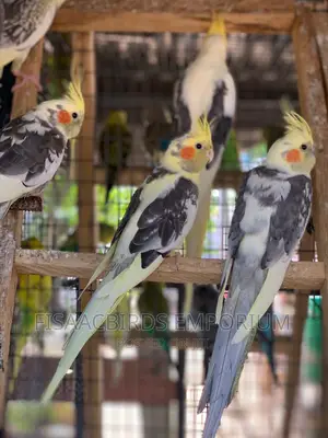 Cockatiels Different Colors.