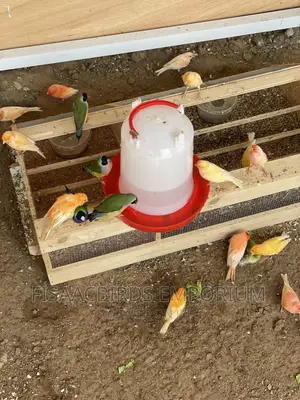 All Canaries Colors