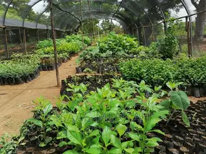 Do You Own Afarm Inghana or Are Youconsidering Startingone?