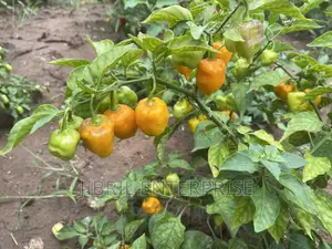 Yellow Habanero Pepper, Non Hybrid, High Yielding Variety, Very Hot.