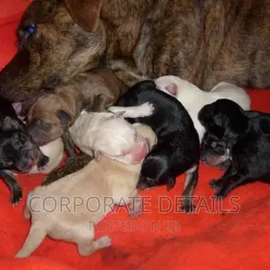 1-3 months Male Purebred American Pit Bull Terrier