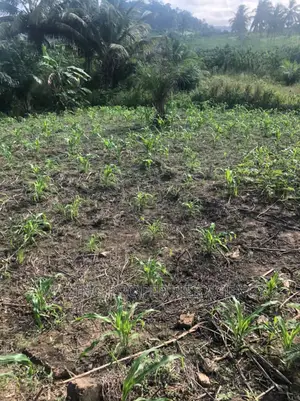 1000 Acres of Land at Bajwiase Awutu