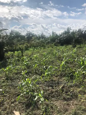 70 Acres of Farm Land at Juapong