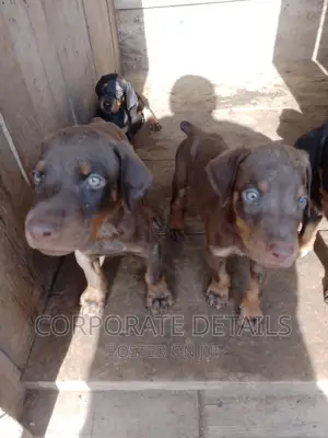 1-3 months Male Purebred Doberman Pinscher