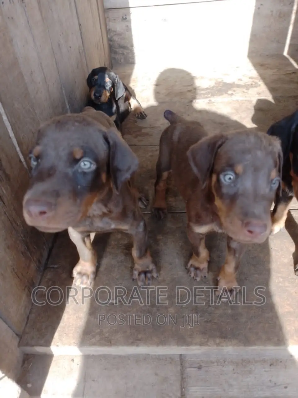 1-3 months Male Purebred Doberman Pinscher