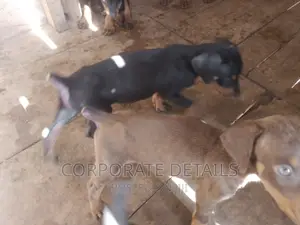 1-3 months Male Purebred Doberman Pinscher