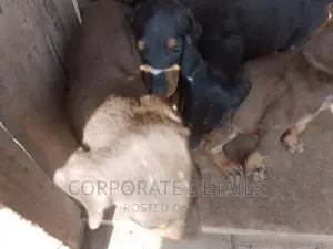 1-3 months Male Purebred Doberman Pinscher