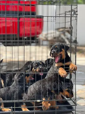 1-3 months Male Purebred Rottweiler