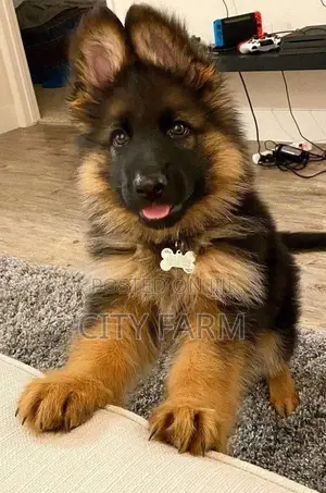 1-3 months Male Purebred German Shepherd