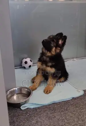 1-3 months Male Purebred German Shepherd