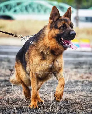 1-3 months Female Purebred German Shepherd