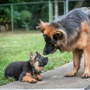 1-3 months Female Purebred German Shepherd