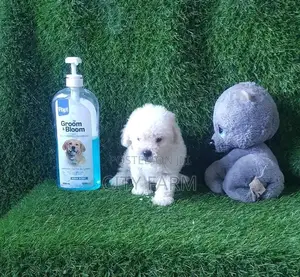1-3 months Male Purebred Poodle