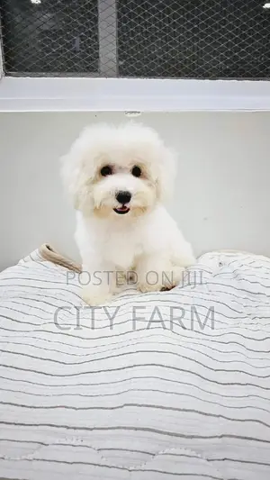 1-3 months Female Purebred Poodle