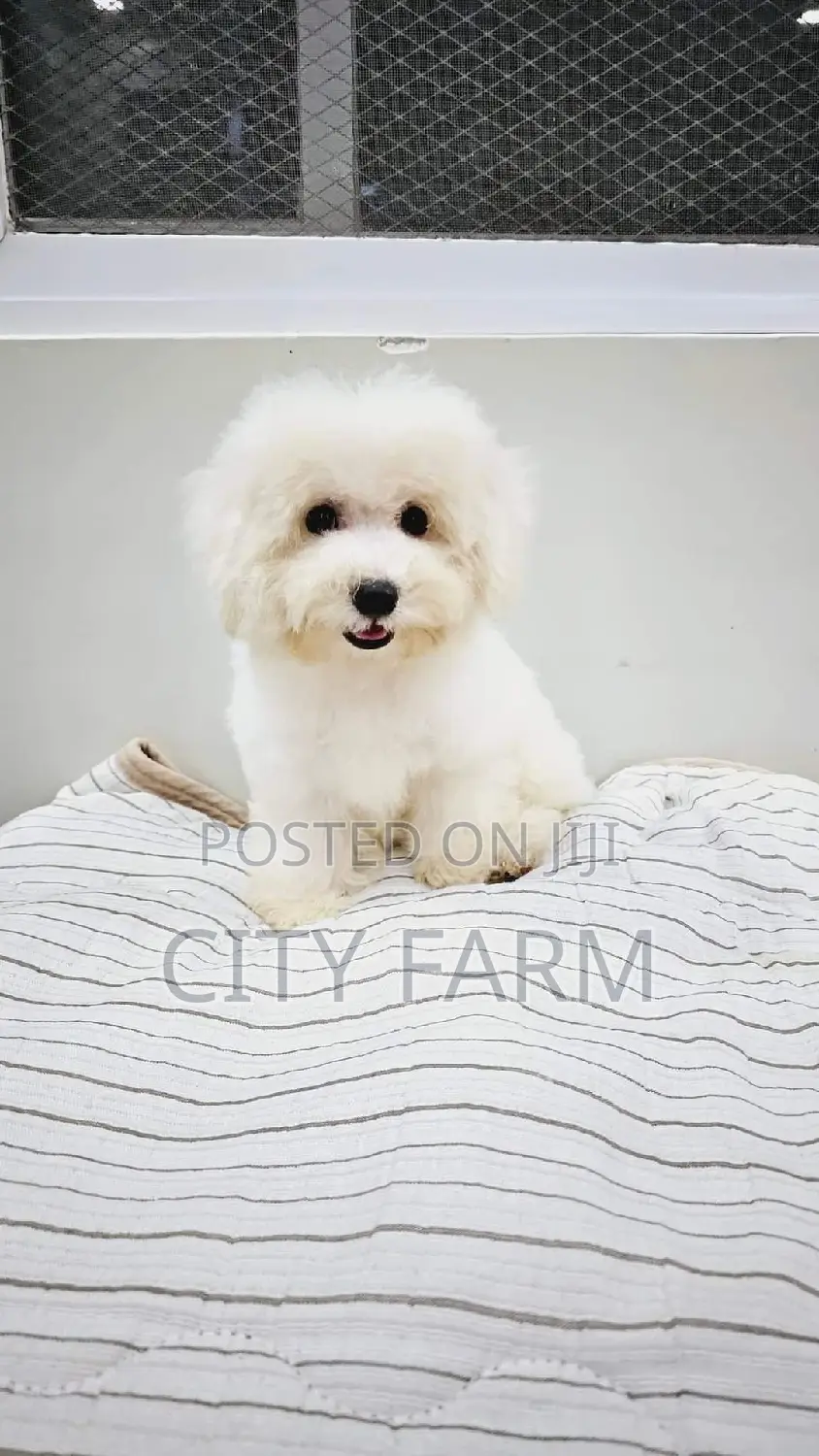 1-3 months Female Purebred Poodle