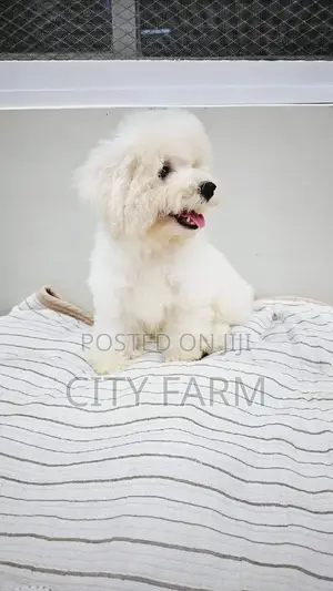 1-3 months Female Purebred Poodle
