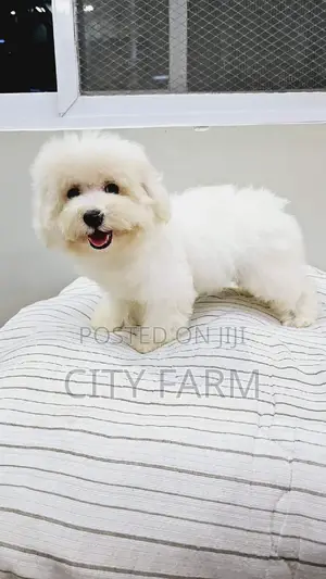 1-3 months Male Purebred Poodle