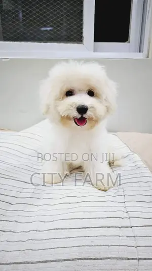 1-3 months Male Purebred Poodle