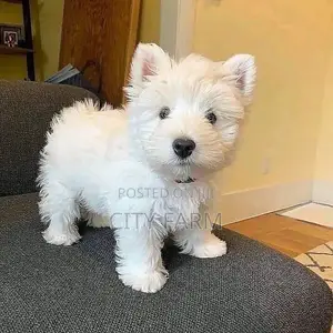 1-3 months Male Purebred Poodle