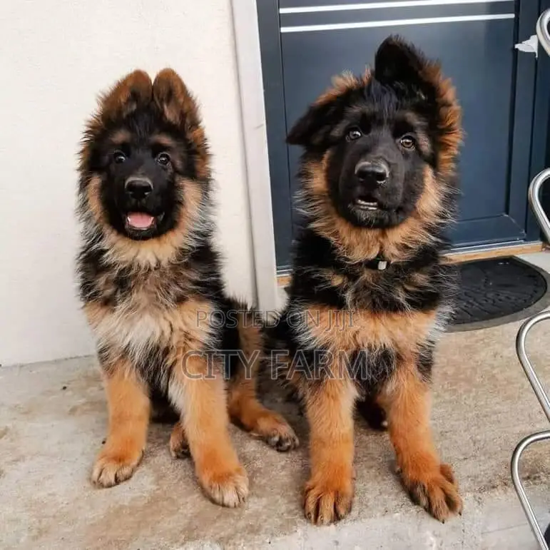 1-3 months Male Purebred German Shepherd