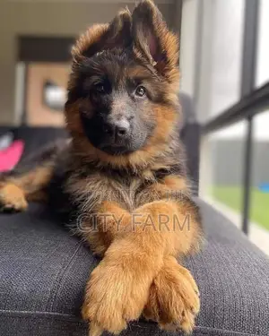 1-3 months Male Purebred German Shepherd