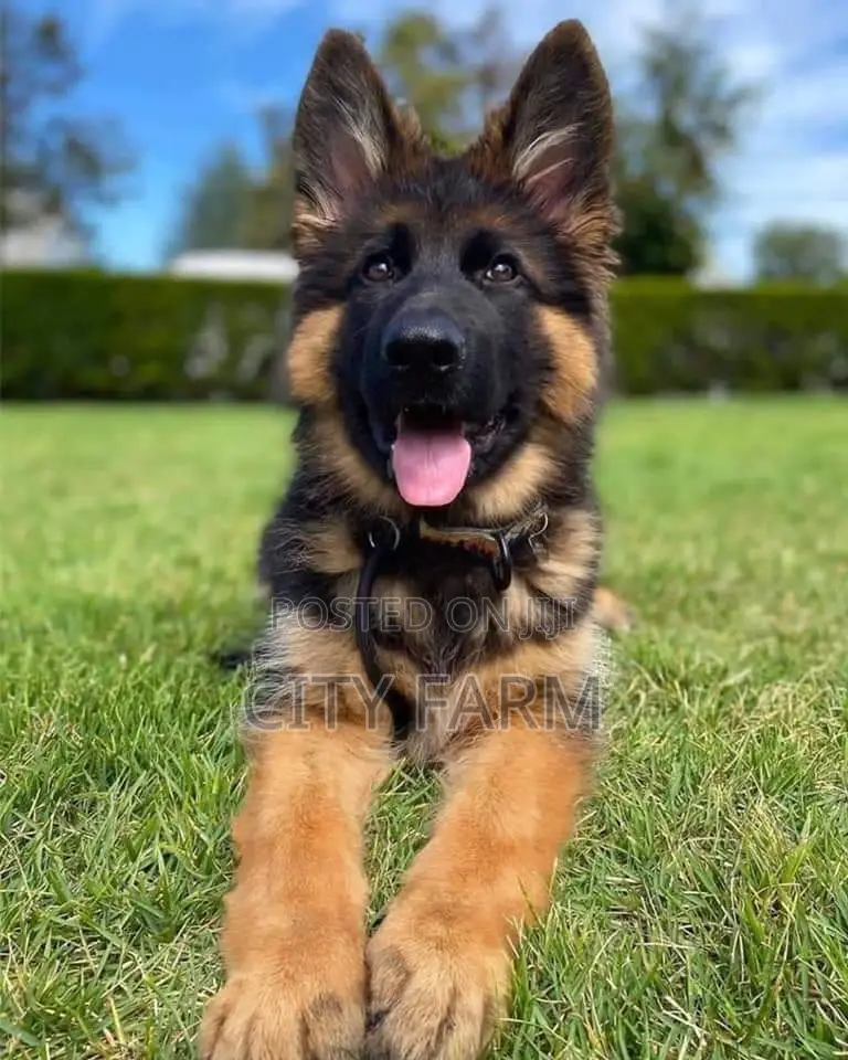 1-3 months Male Purebred German Shepherd