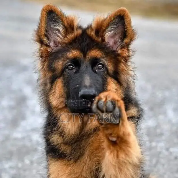 1-3 months Male Purebred German Shepherd