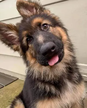 1-3 months Male Purebred German Shepherd