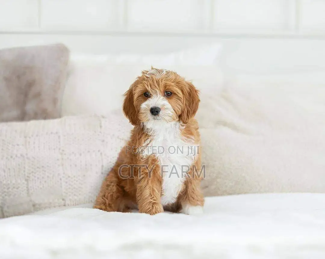 1-3 months Male Purebred Poodle