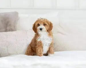 1-3 months Male Purebred Poodle