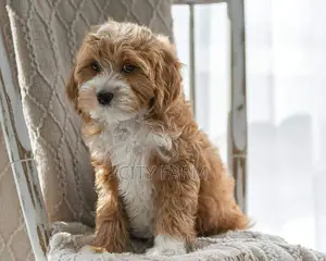 1-3 months Female Purebred Poodle