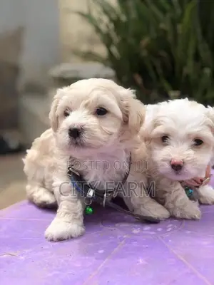 1-3 months Male Purebred Poodle