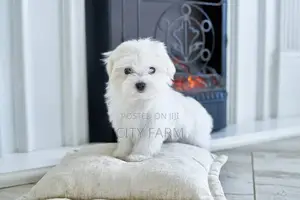 1-3 months Female Purebred Poodle
