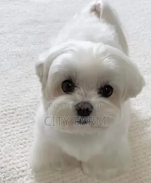 1-3 months Female Purebred Poodle