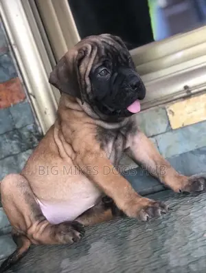 1-3 months Female Purebred Bullmastiff