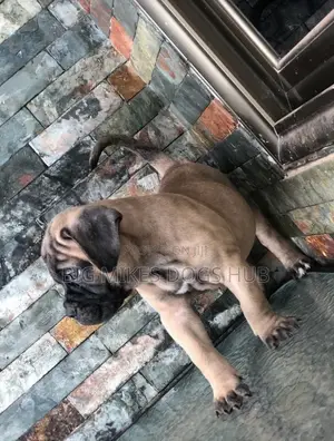 1-3 months Female Purebred Bullmastiff
